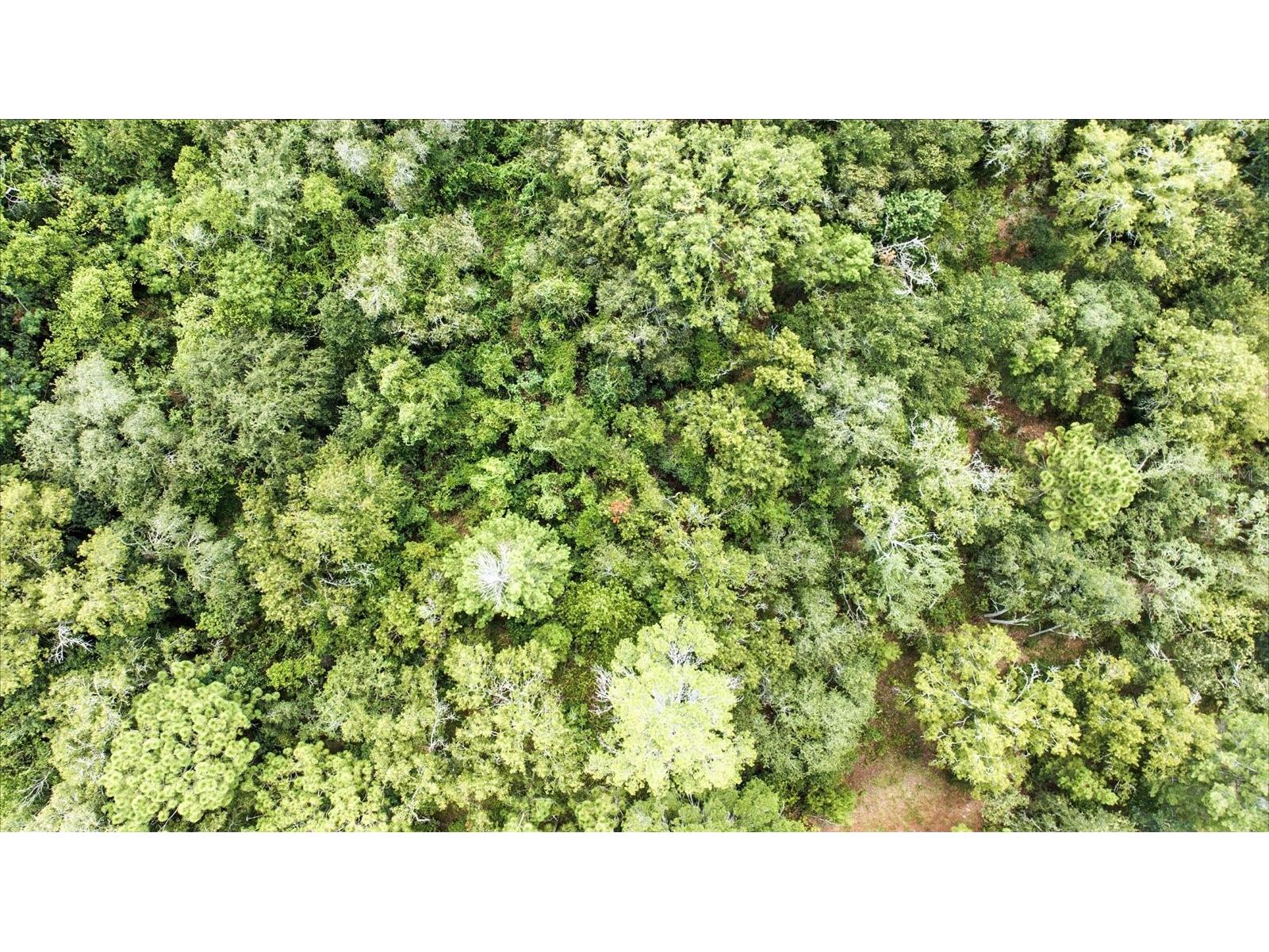 Linden Drive Spring Hill FL 34608 TB8413730 image20