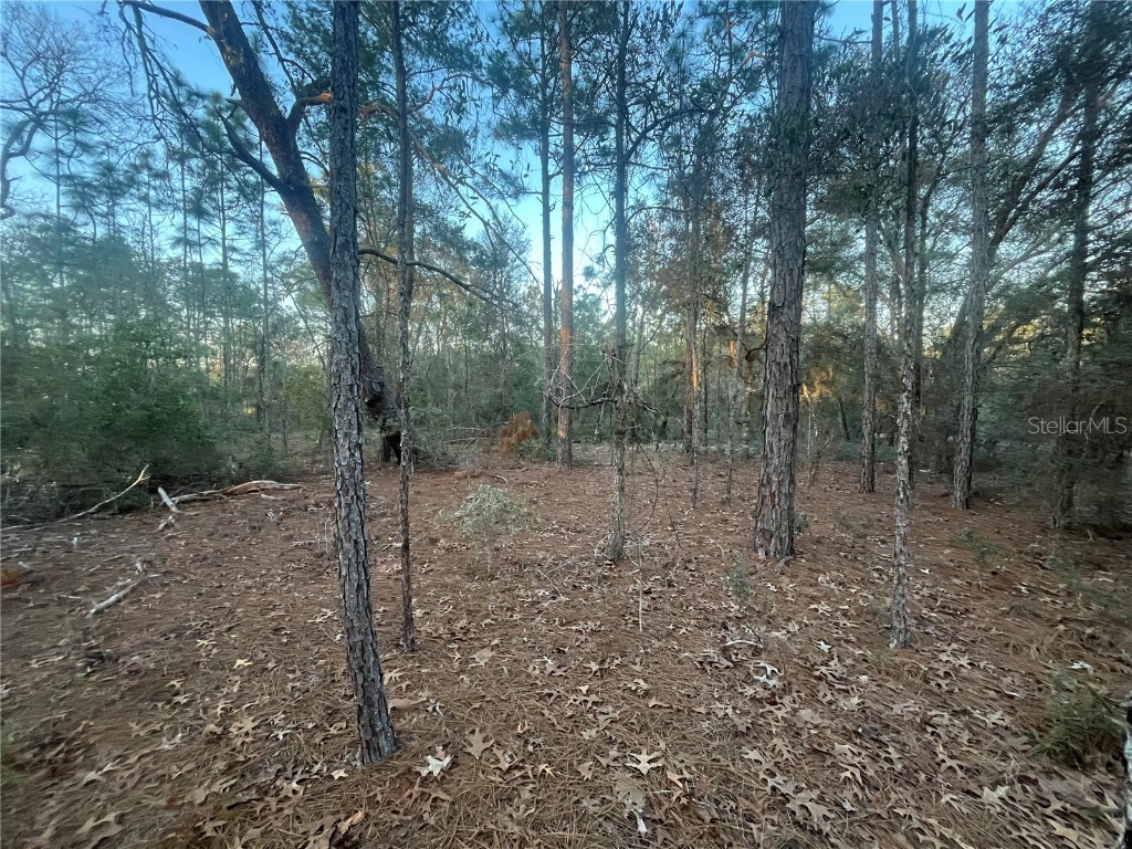Locust Loop Ocklawaha FL 32179 OK223724 image1