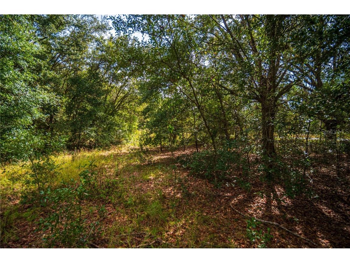 Locust Run Radl Ocklawaha FL 32179 OM690311 image1