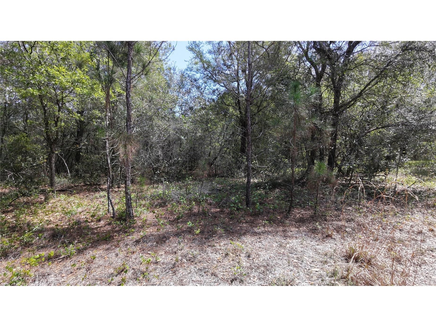 Los Robles Drive Groveland FL 34736 O6390490 image6