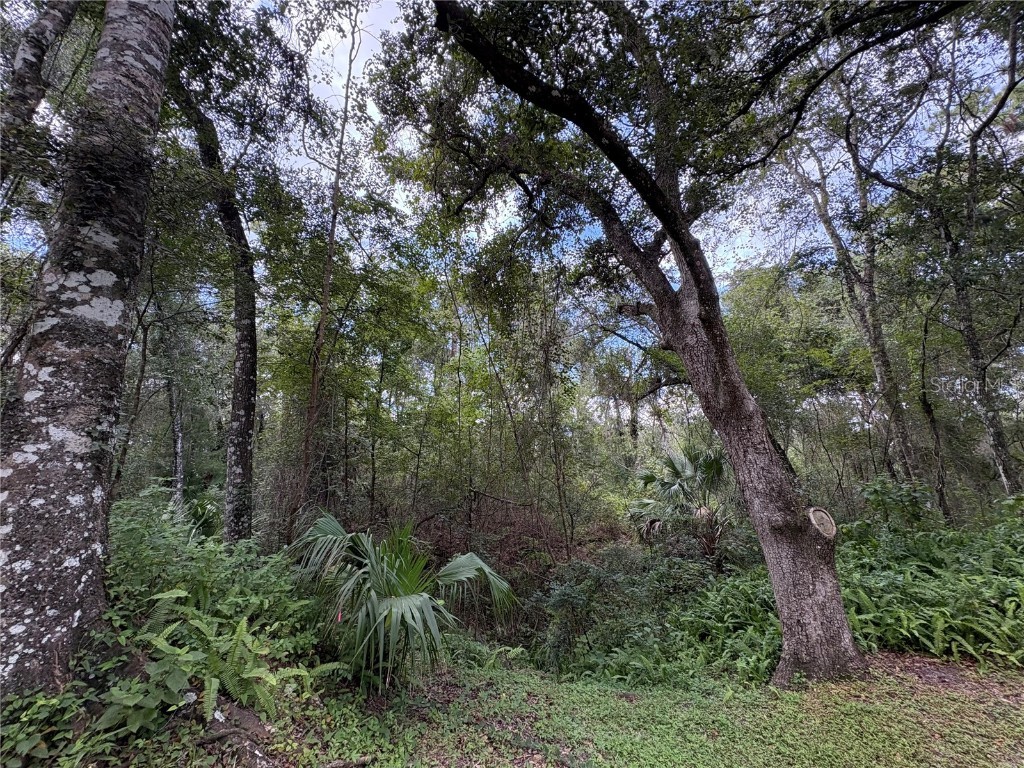 Lucilles Shady Lane Nobleton FL 34661 TB8424547 image10