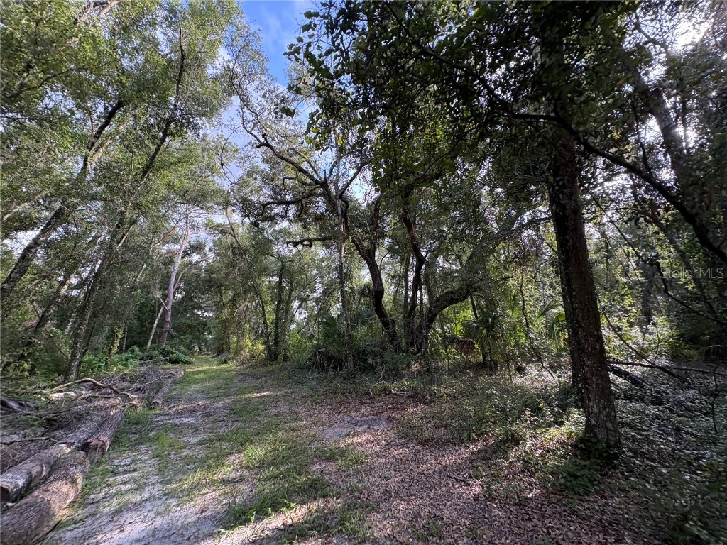 Lucilles Shady Lane Nobleton FL 34661 TB8424547 image14