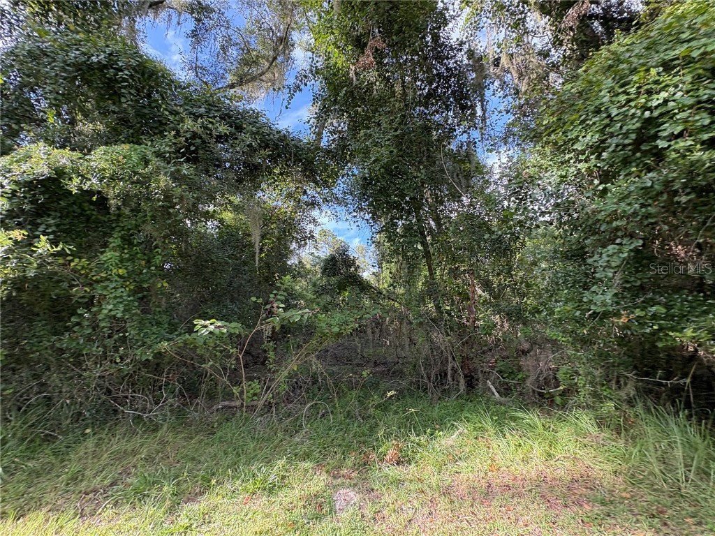 Lucilles Shady Lane Nobleton FL 34661 TB8424547 image22