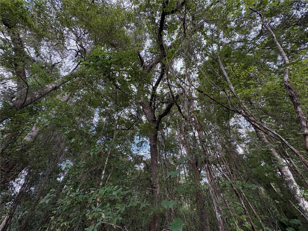 Lucilles Shady Lane Nobleton FL 34661 TB8424547 image26