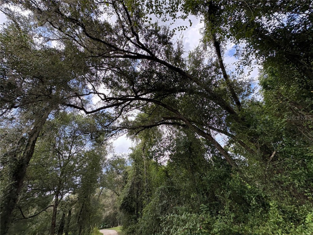 Lucilles Shady Lane Nobleton FL 34661 TB8424547 image29