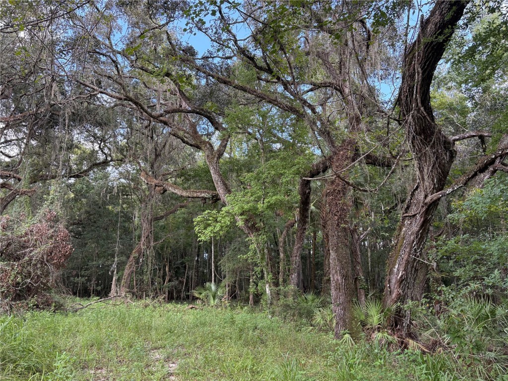 Lucilles Shady Lane Nobleton FL 34661 TB8424547 image41