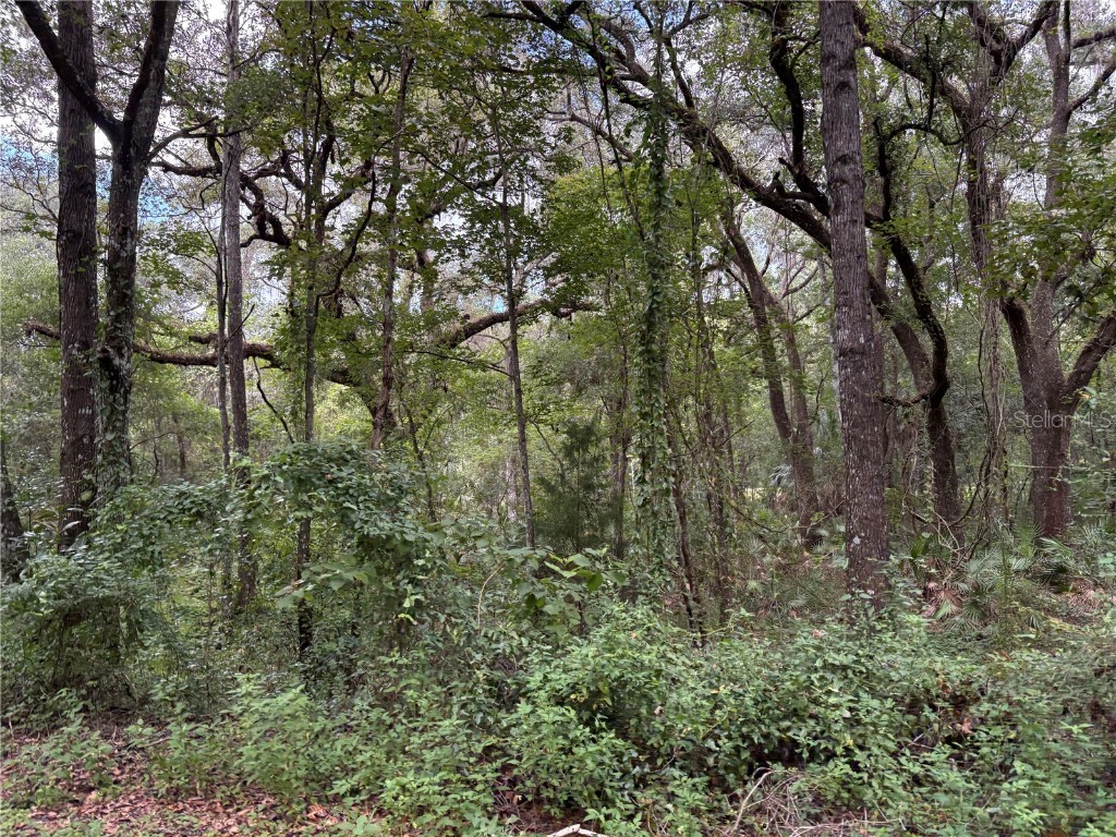 Lucilles Shady Lane Nobleton FL 34661 TB8424547 image44