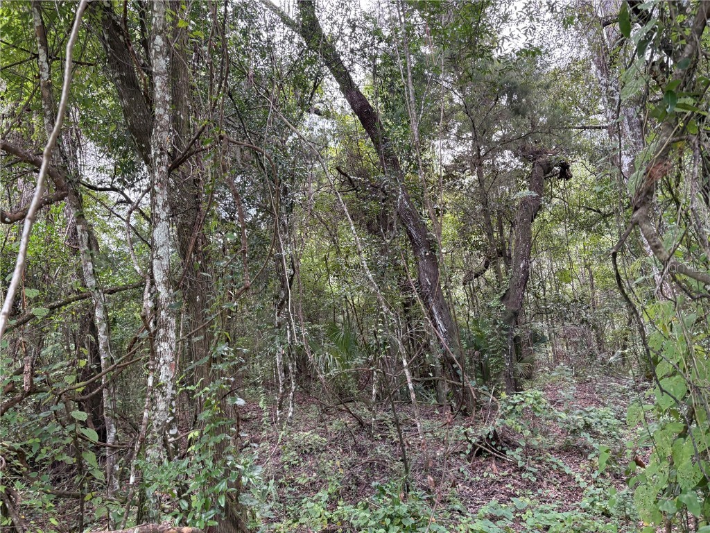 Lucilles Shady Lane Nobleton FL 34661 TB8424547 image47