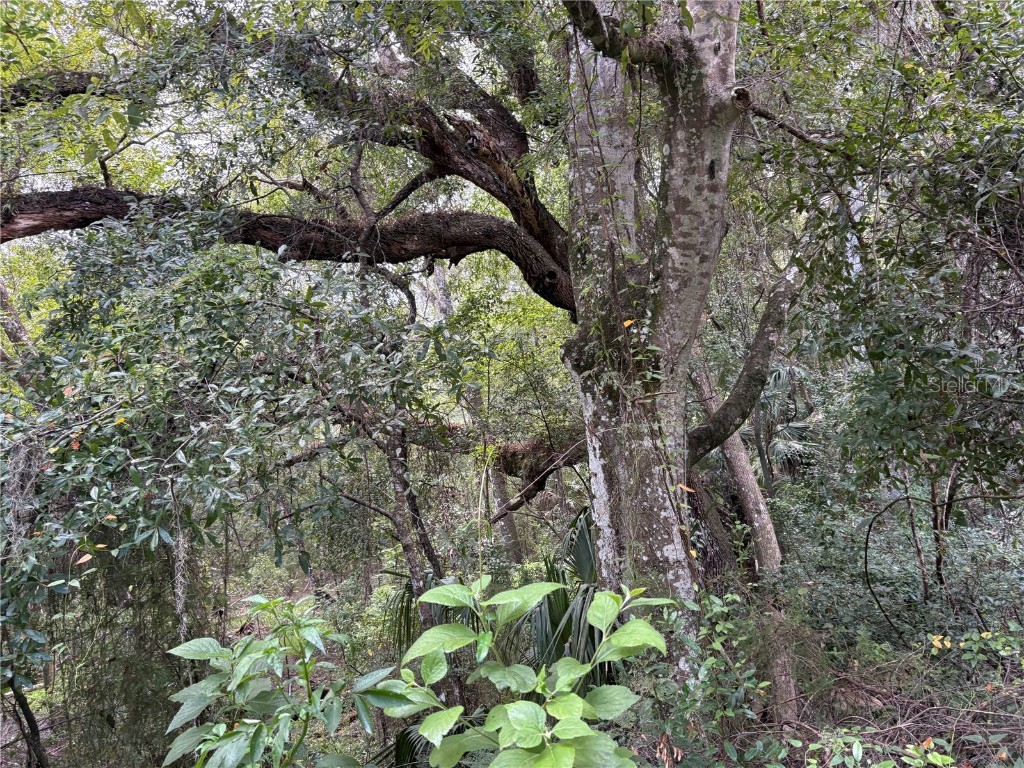 Lucilles Shady Lane Nobleton FL 34661 TB8424547 image54