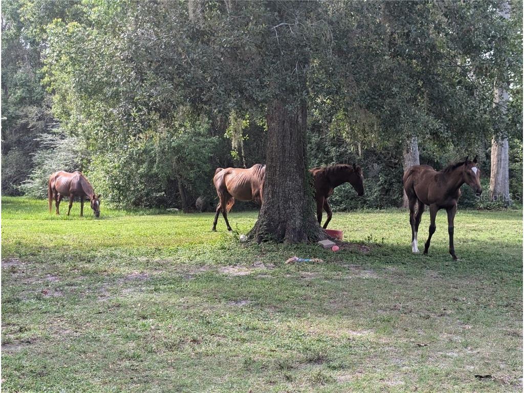 12488 County Road 49 Live Oak FL 32060 TB8423629 image18