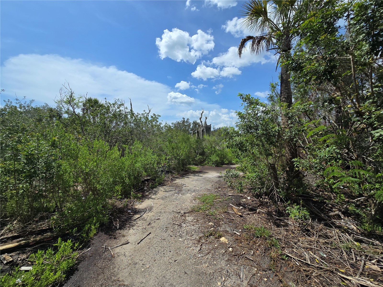 Main Street New Port Richey FL 34652 OM727815 image16