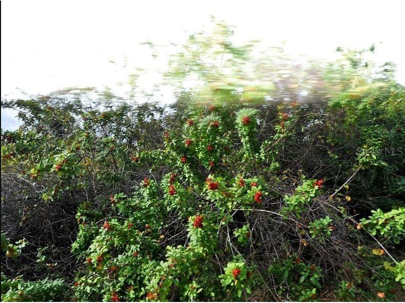 Mansfield Circle North Port FL 34288 O6189086 image2