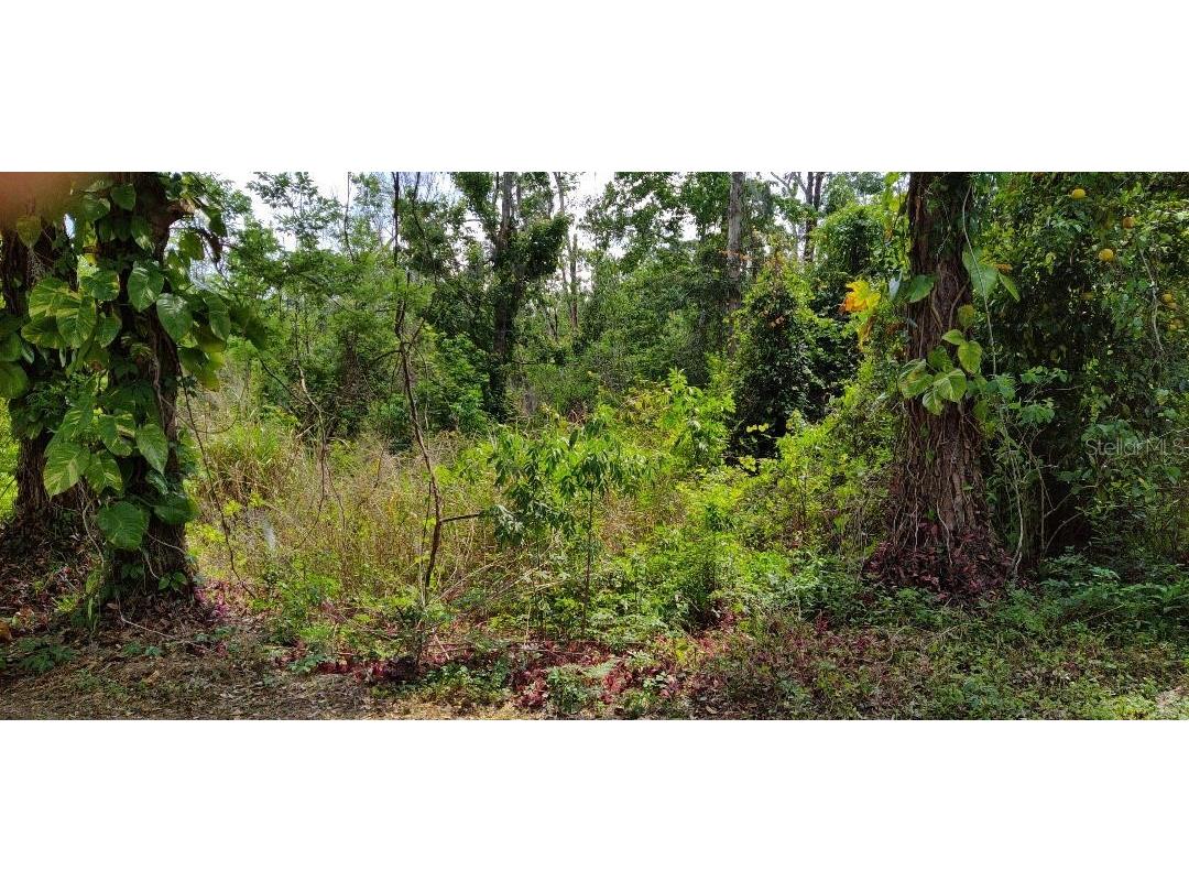 Marjorie Boulevard Longwood FL 32750 O6388900 image1