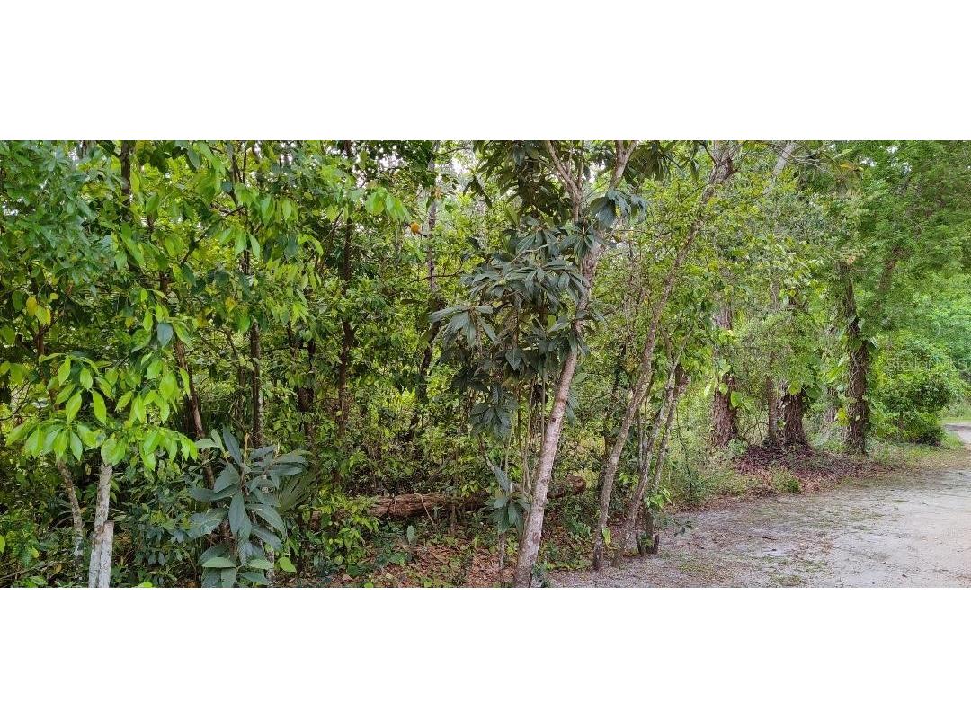 Marjorie Boulevard Longwood FL 32750 O6388900 image2