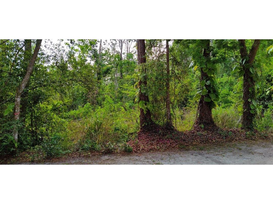 Marjorie Boulevard Longwood FL 32750 O6388900 image3
