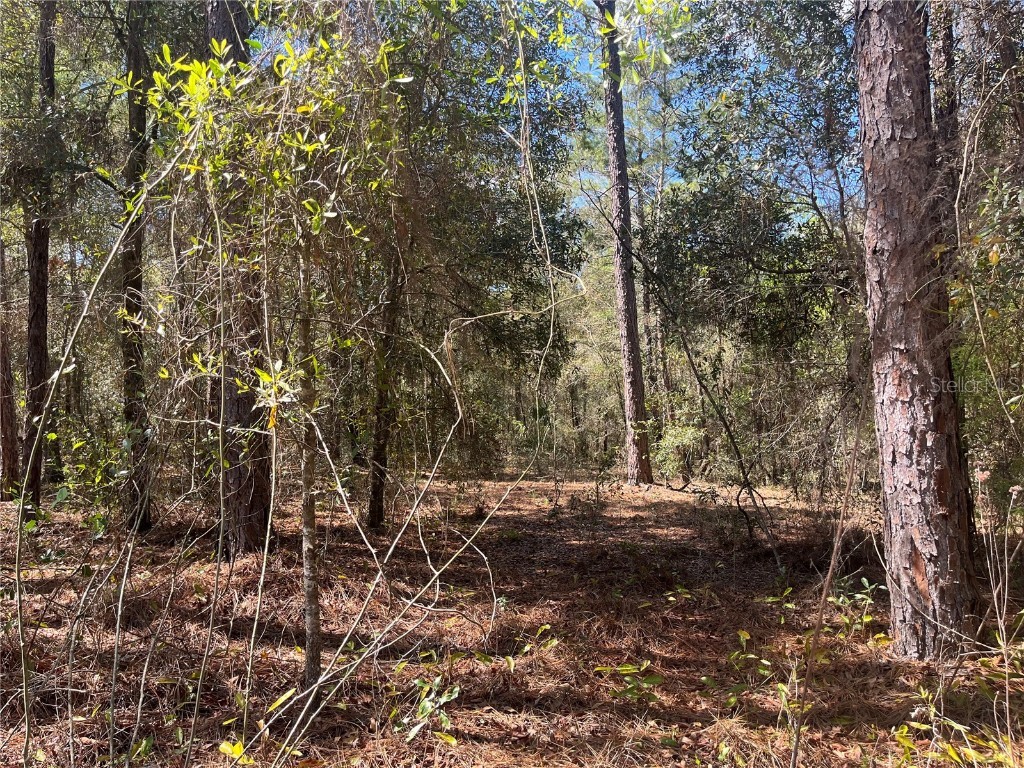 Martha Drive #10 Interlachen FL 32148 OK223803 image1