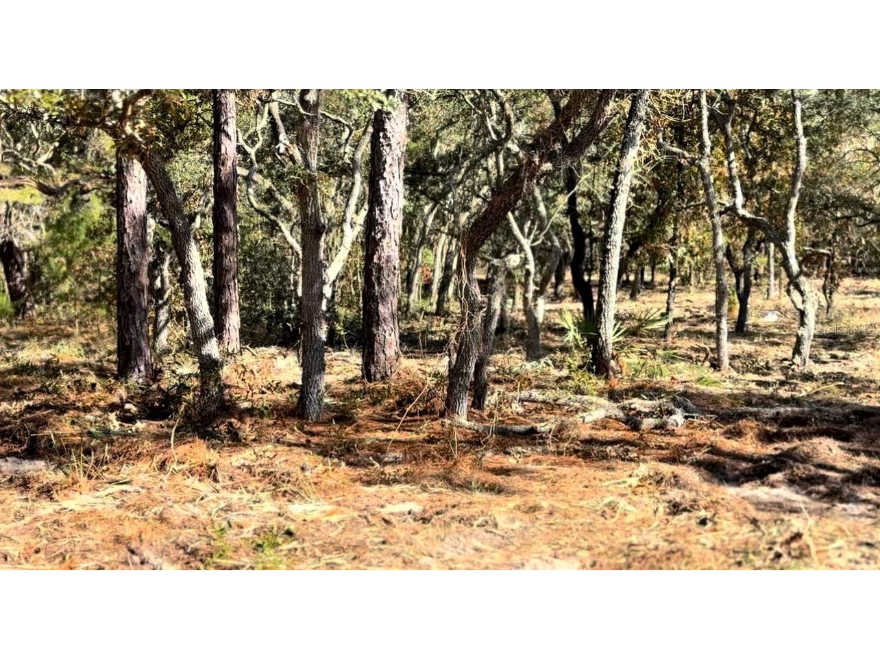 Masked Duck Road Brooksville FL 34614 TB8416627 image2