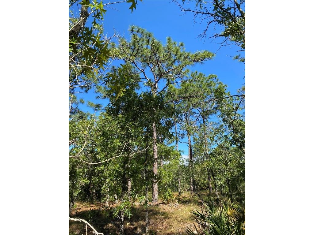 Masked Duck Road Brooksville FL 34614 TB8416627 image3