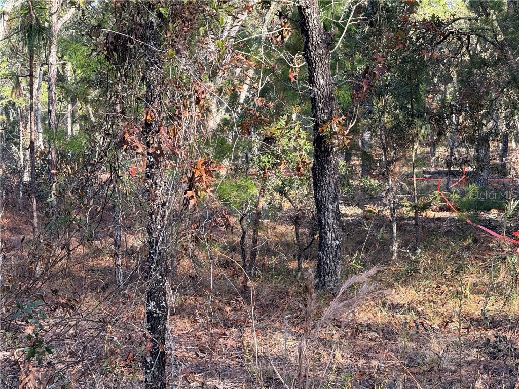 Masked Duck Road Brooksville FL 34614 TB8416627 image4