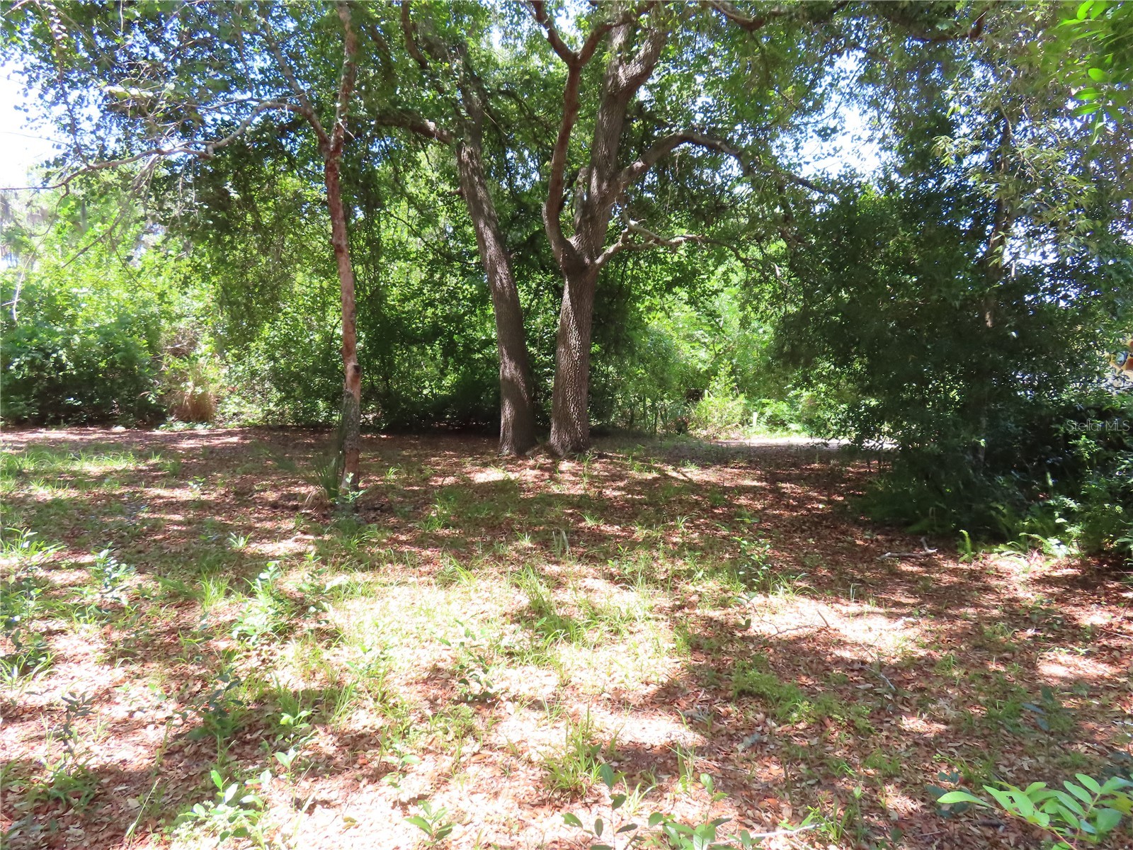 Mayo Crystal Beach FL 34681 TB8509351 image10