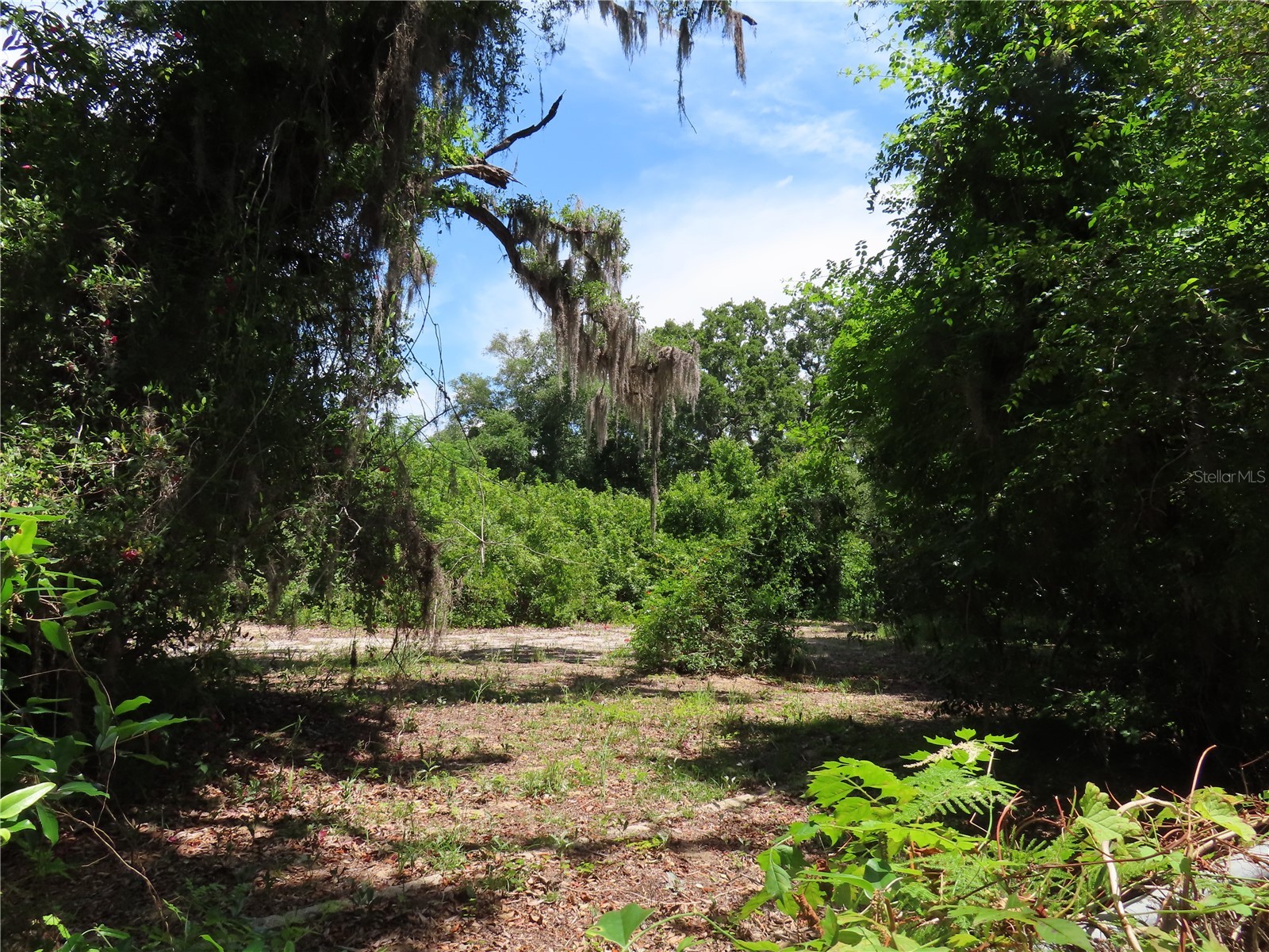 Mayo Crystal Beach FL 34681 TB8509351 image5