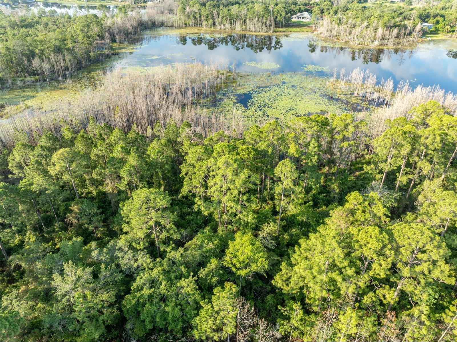 Melshire Avenue Deltona FL 32738 O6380324 image5