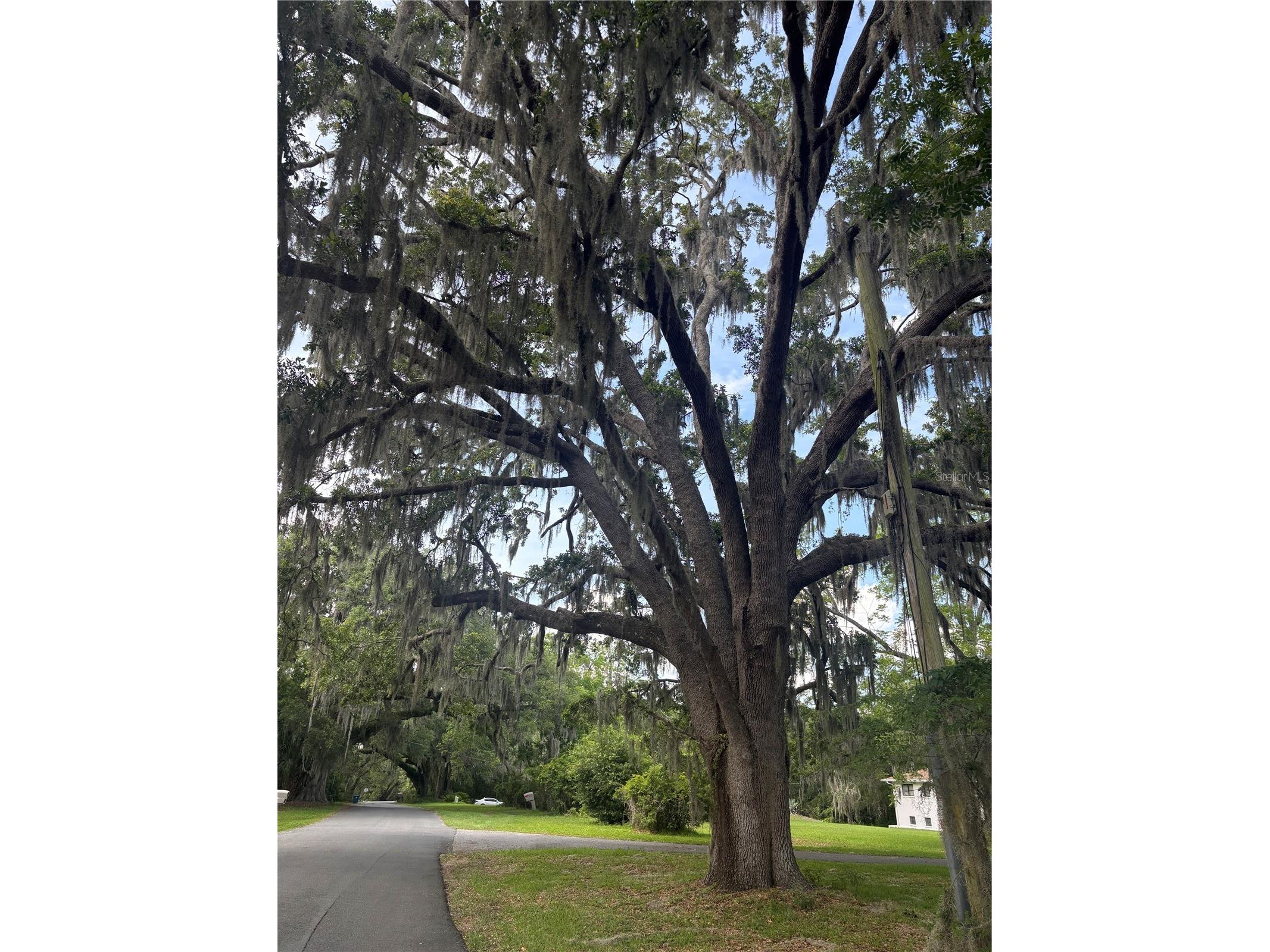 Mildred Avenue Brooksville FL 34601 W7886166 image2