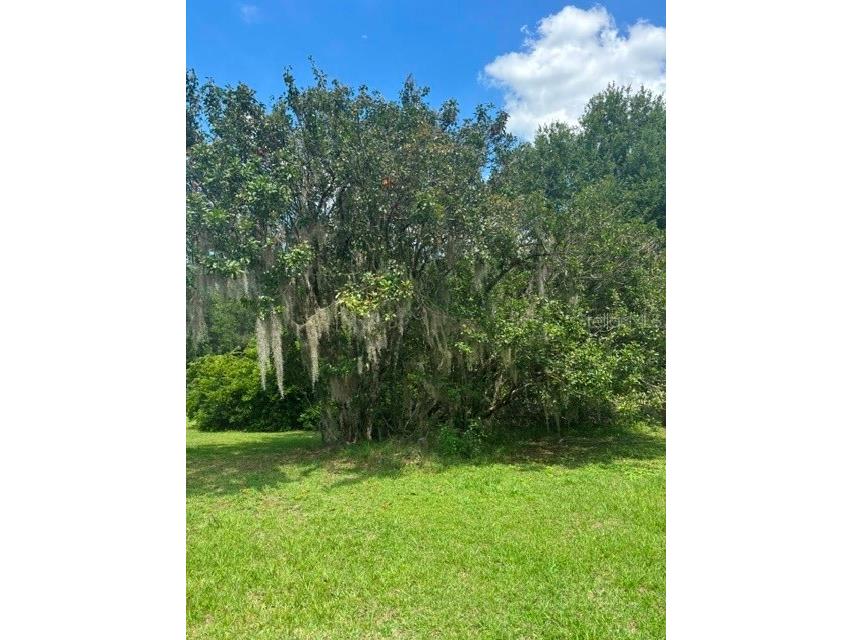Mildred Avenue Brooksville FL 34601 W7886166 image4