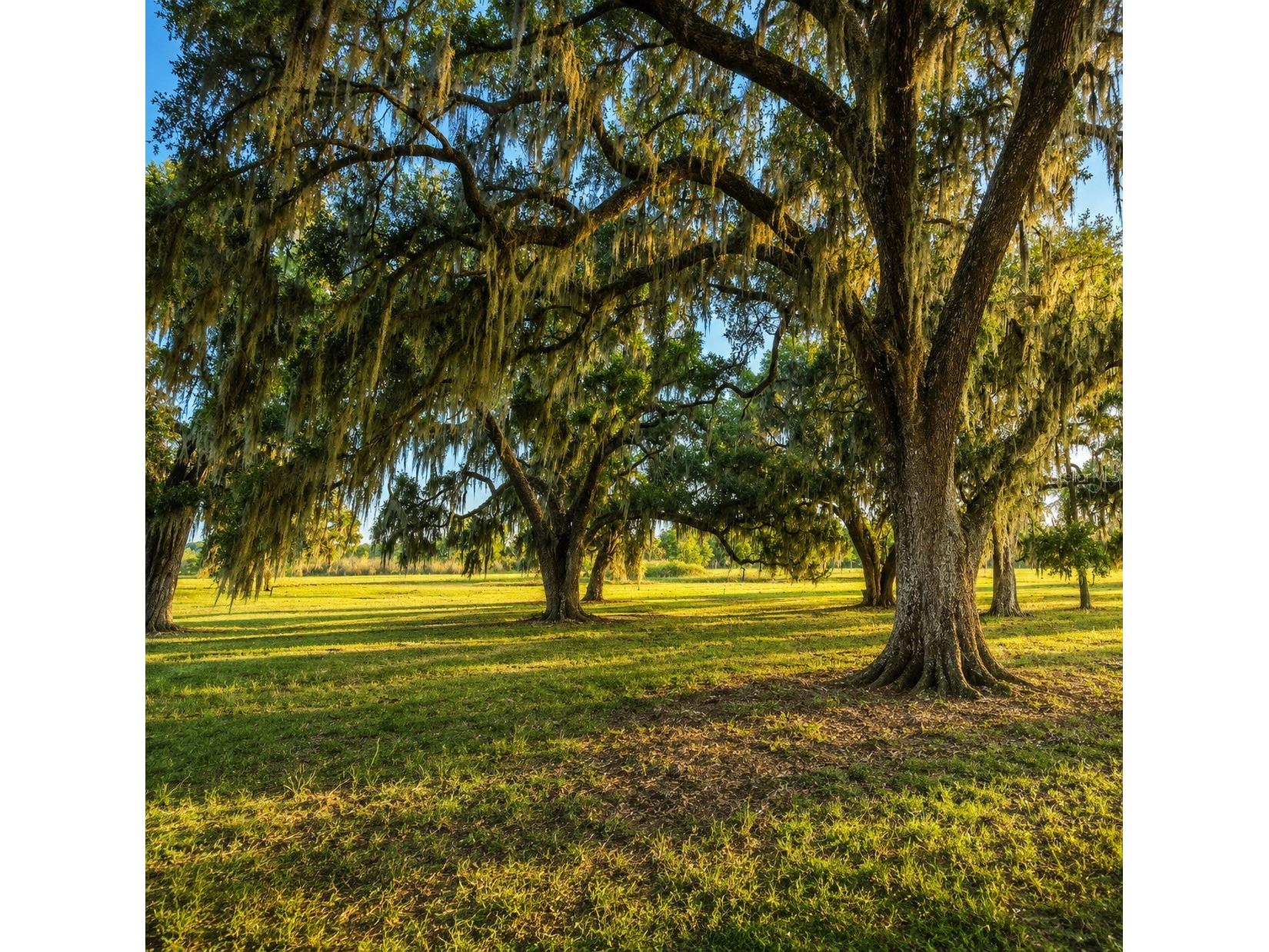 Mondon Hill Road Brooksville FL 34601 W7885540 image10