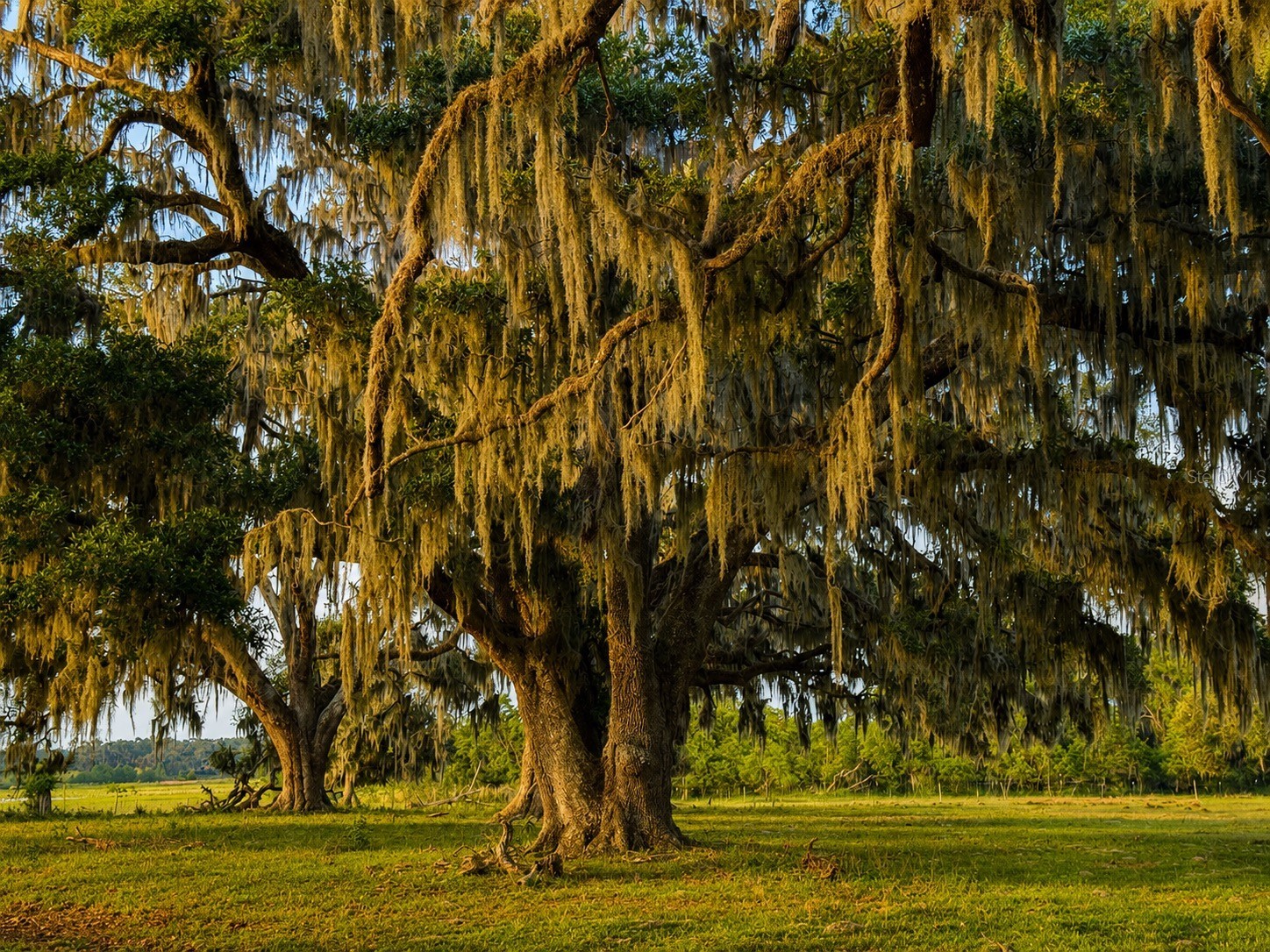 Mondon Hill Road Brooksville FL 34601 W7885540 image19