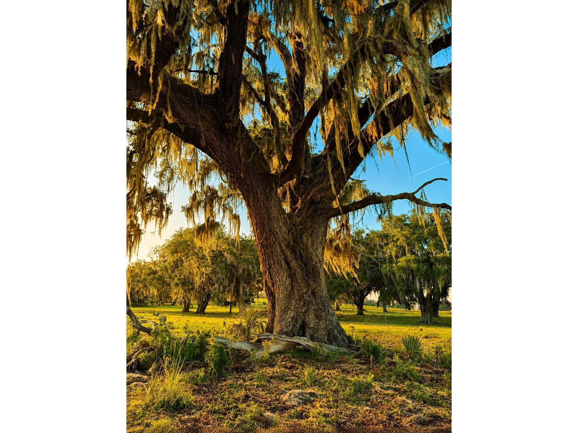Mondon Hill Road Brooksville FL 34601 W7885540 image25
