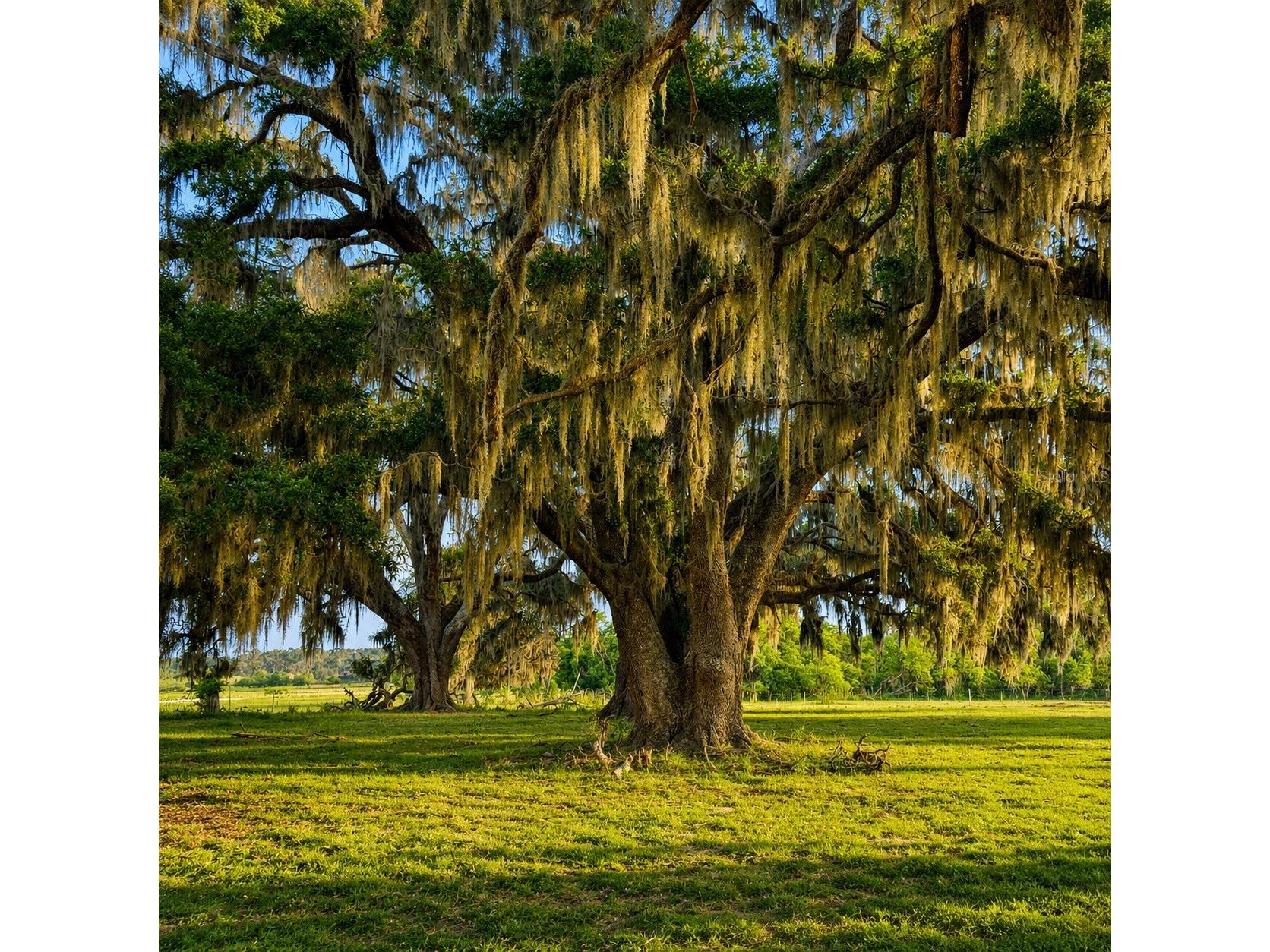 Mondon Hill Road Brooksville FL 34601 W7885540 image6