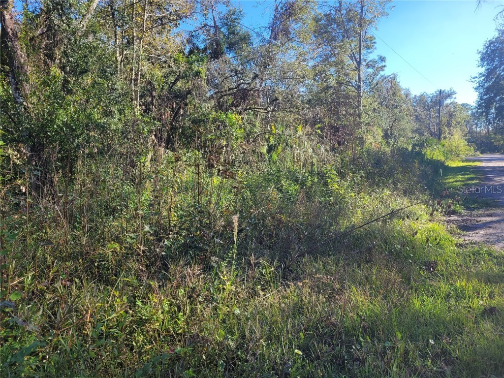 Morena Street #5 New Port Richey FL 34654 W7870547 image4