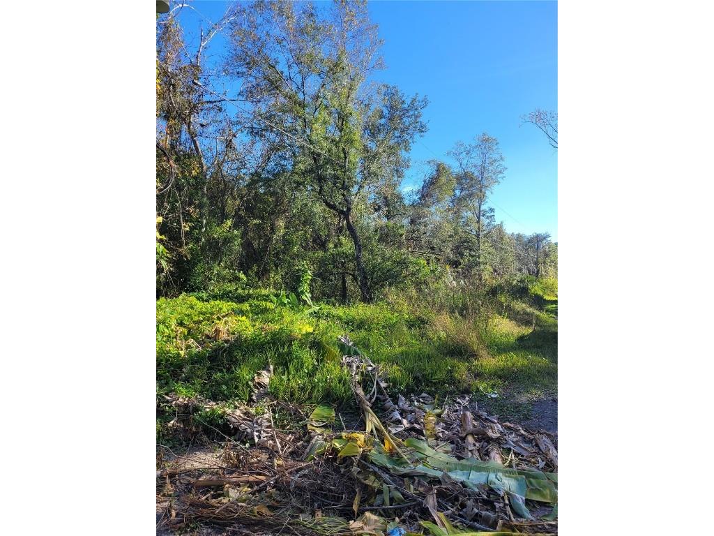 Morena Street #5 New Port Richey FL 34654 W7870547 image7