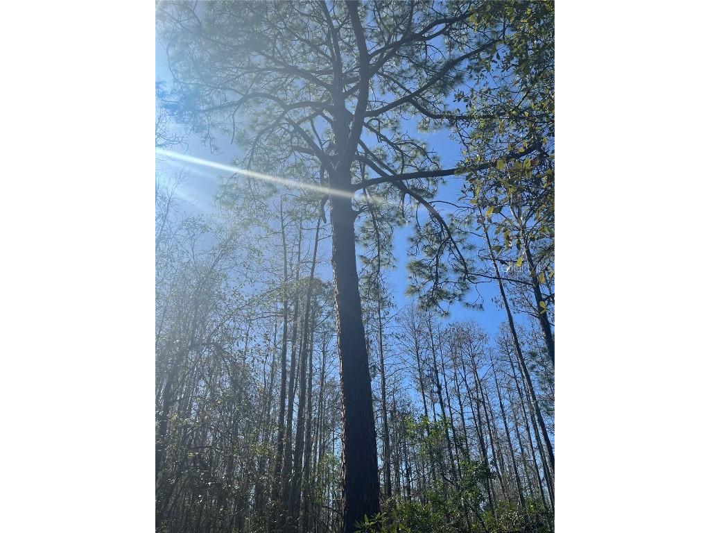 Mount Pleasant Road Groveland FL 34736 G5064948 image10