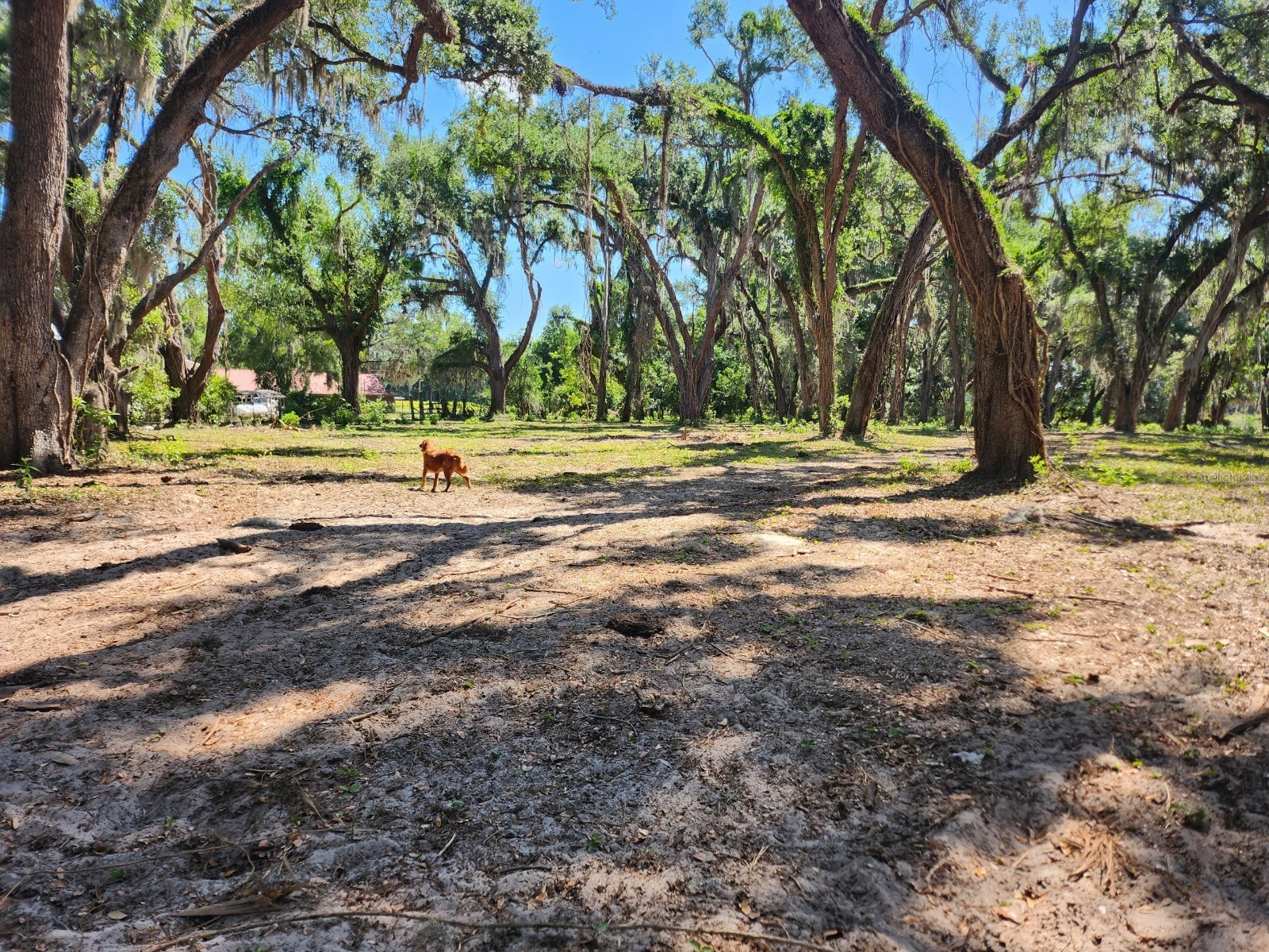 Muck Pond Road Seffner FL 33584 TB8501301 image13