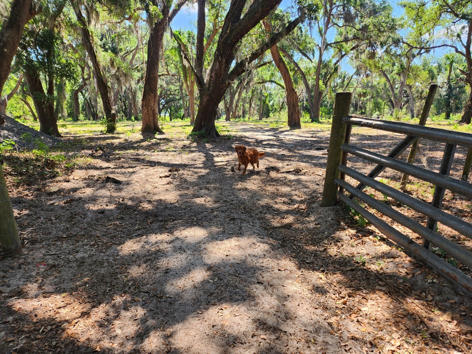 Muck Pond Road Seffner FL 33584 TB8501301 image15