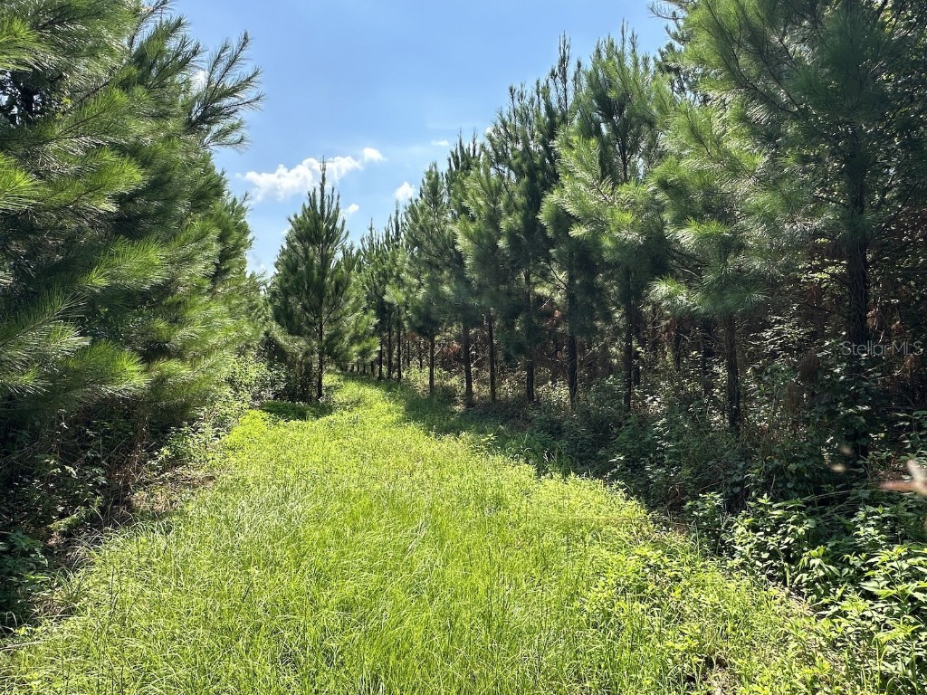  Morriston FL 32668 OM686174 image14