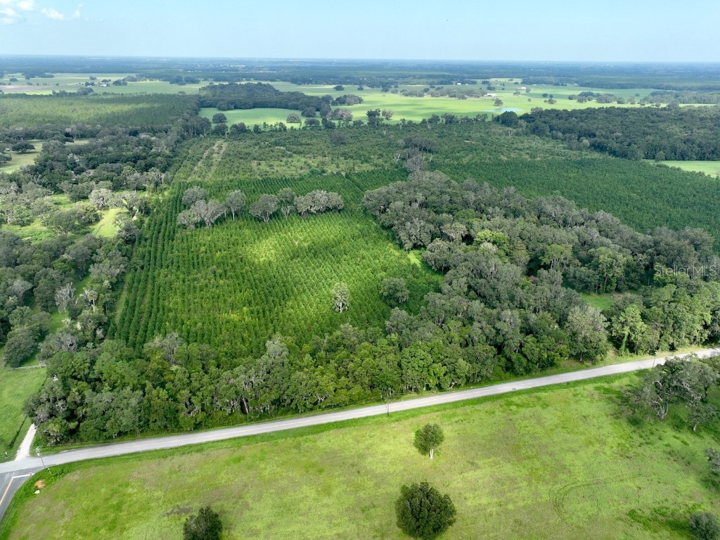  Morriston FL 32668 OM686174 image16