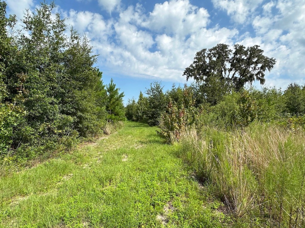  Morriston FL 32668 OM686174 image3