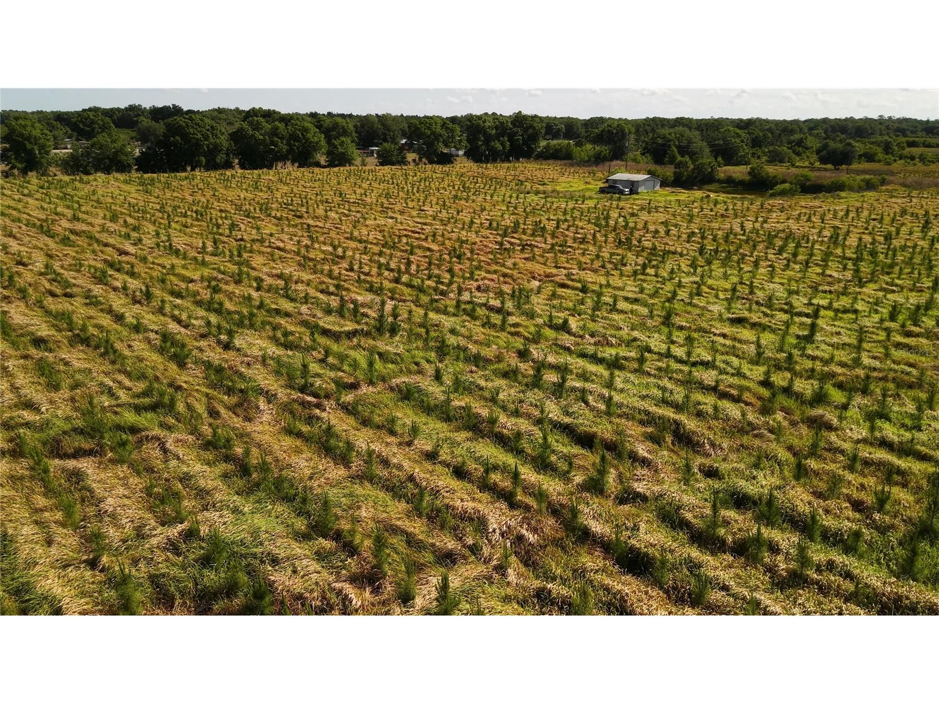 N Barlow Road Wauchula FL 33873 TB8496933 image10