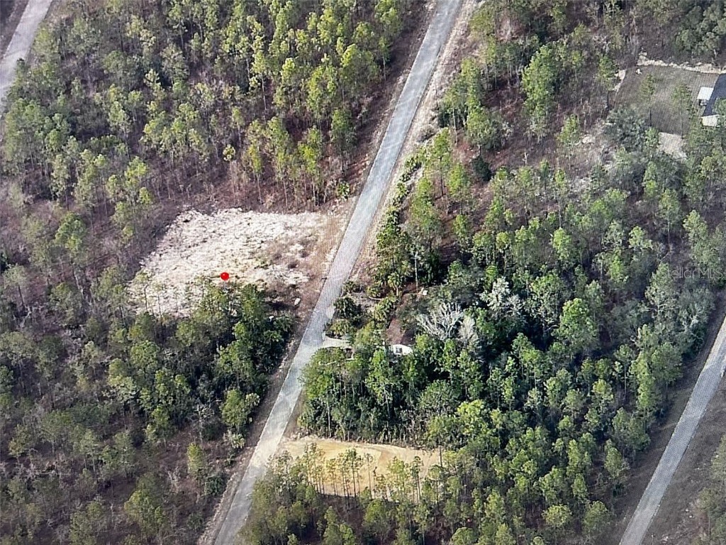 Narcissus Dunnellon FL 34431 O6343975 image1