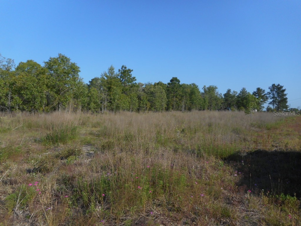 NE 118 Terrace Bronson FL 32621 OM677955 image1