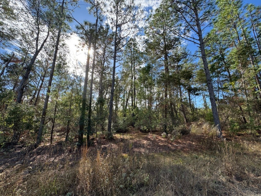 NE 133rd Street Salt Springs FL 32134 - LAKE KERR OM691644 image1