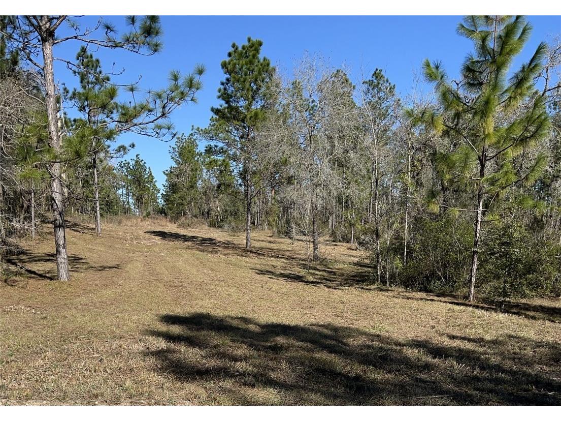 NE 133rd Terrace Williston FL 32696 OM631873 image1