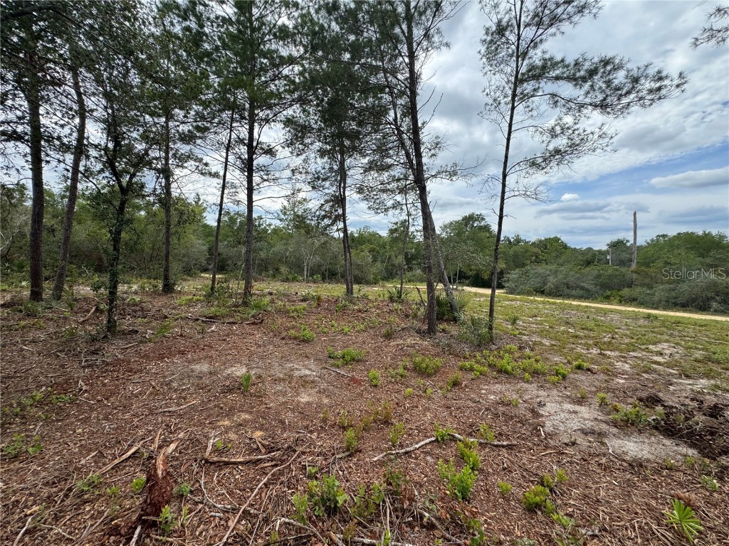 Ne 135th St Salt Springs FL 32134 OM709418 image10