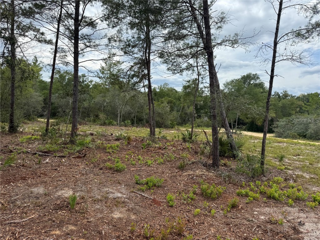 Ne 135th St Salt Springs FL 32134 OM709418 image11