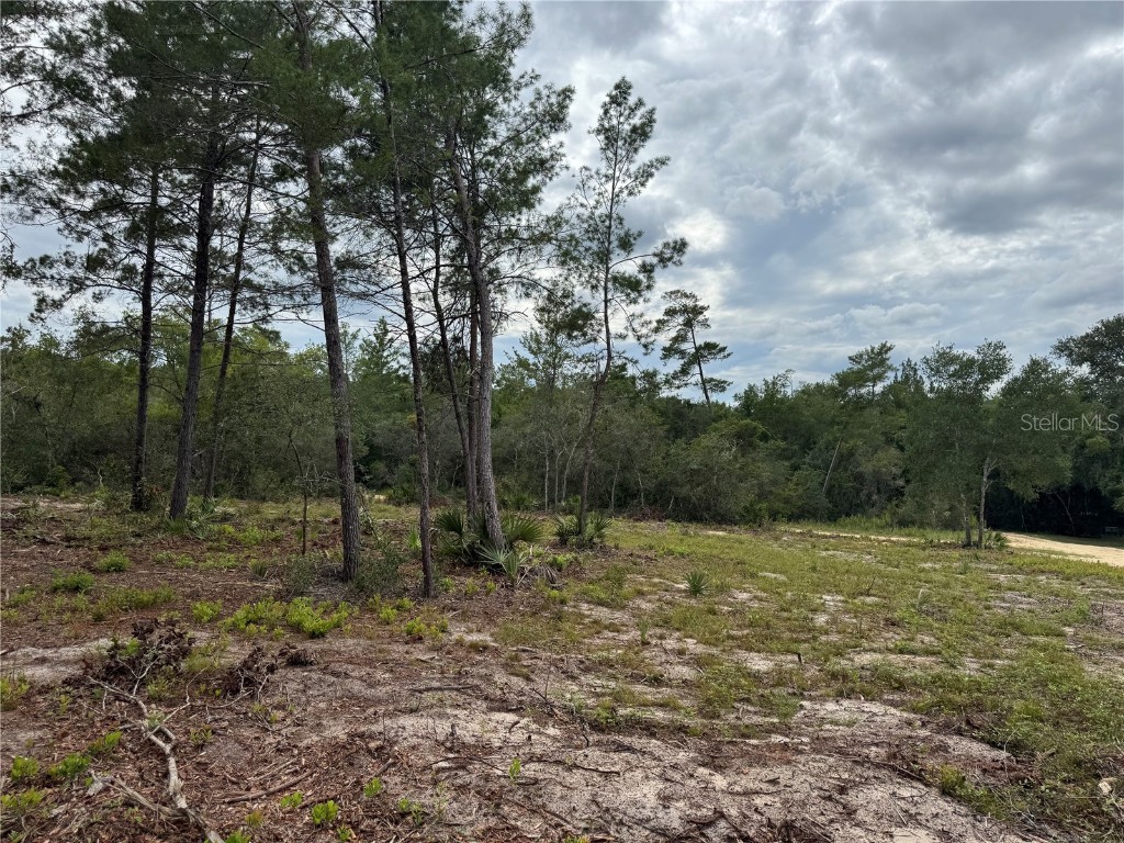 Ne 135th St Salt Springs FL 32134 OM709418 image12