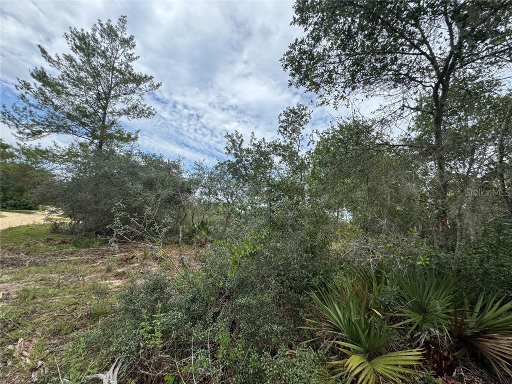 Ne 135th St Salt Springs FL 32134 OM709418 image13