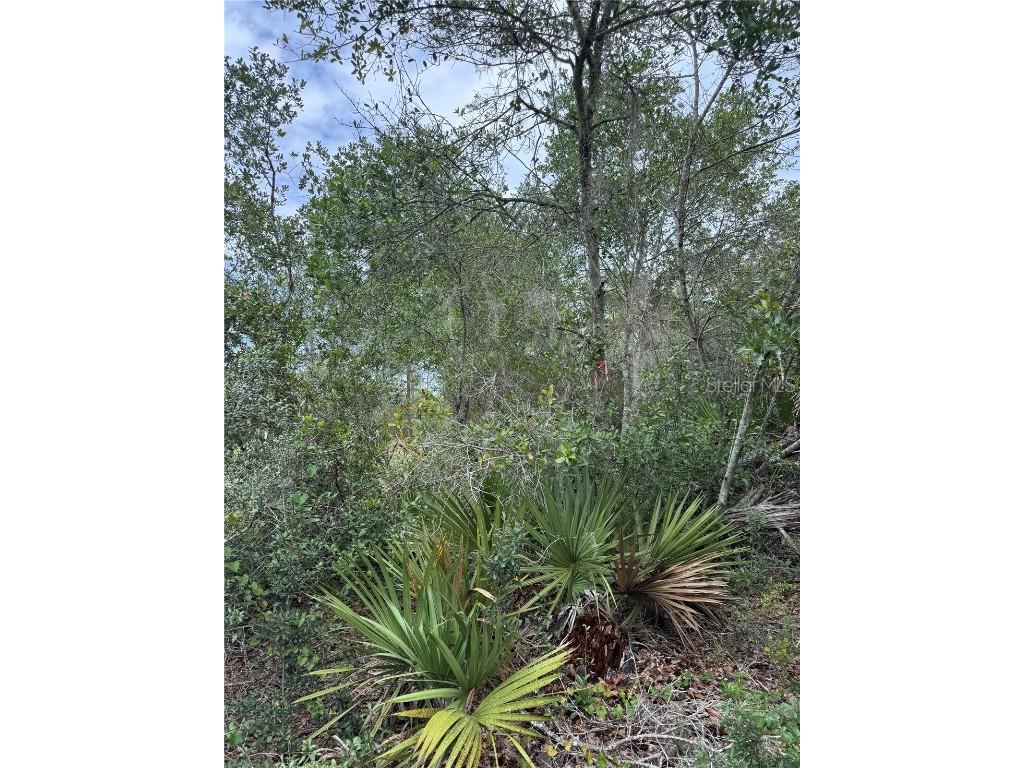 Ne 135th St Salt Springs FL 32134 OM709418 image14